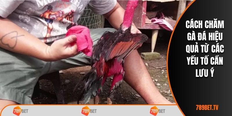Cách chăm gà đá hiệu quả từ các yếu tố cần lưu ý